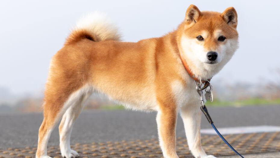 Large shiba hot sale inu